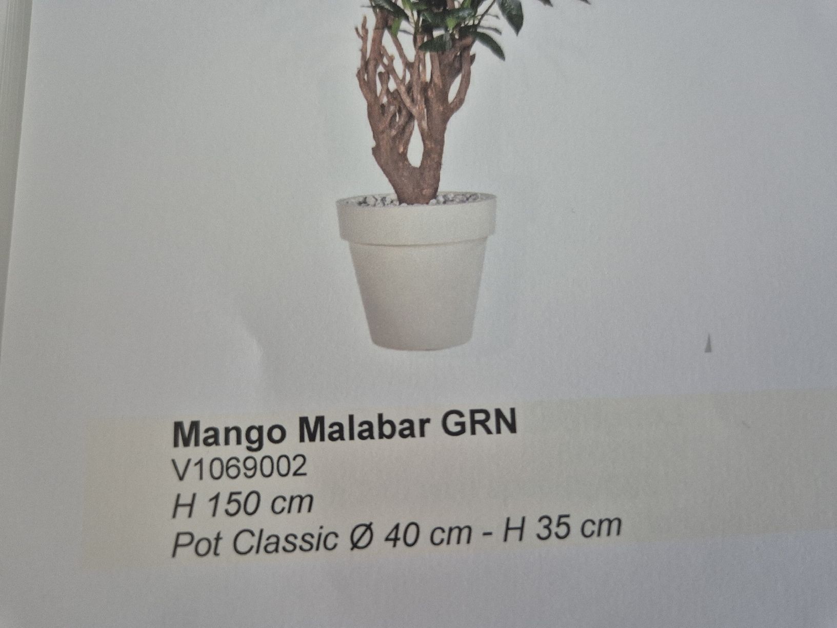 Pflanzen & Samen: Dekomat Kunststoffpflanze Mango Malabar GRN V1069002 H150cm – Neu und originalverpackt aus Vilters von celenioRudolf1950 1