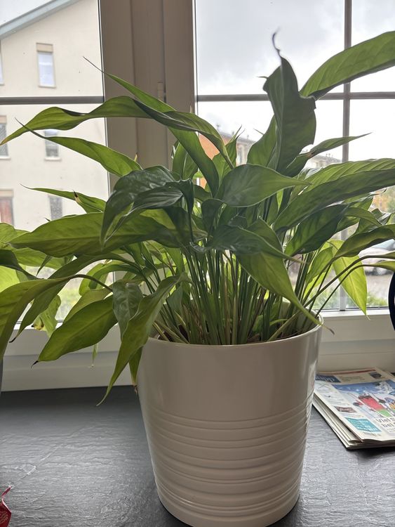 Pflanze ohne Topf Kaufen auf Ricardo