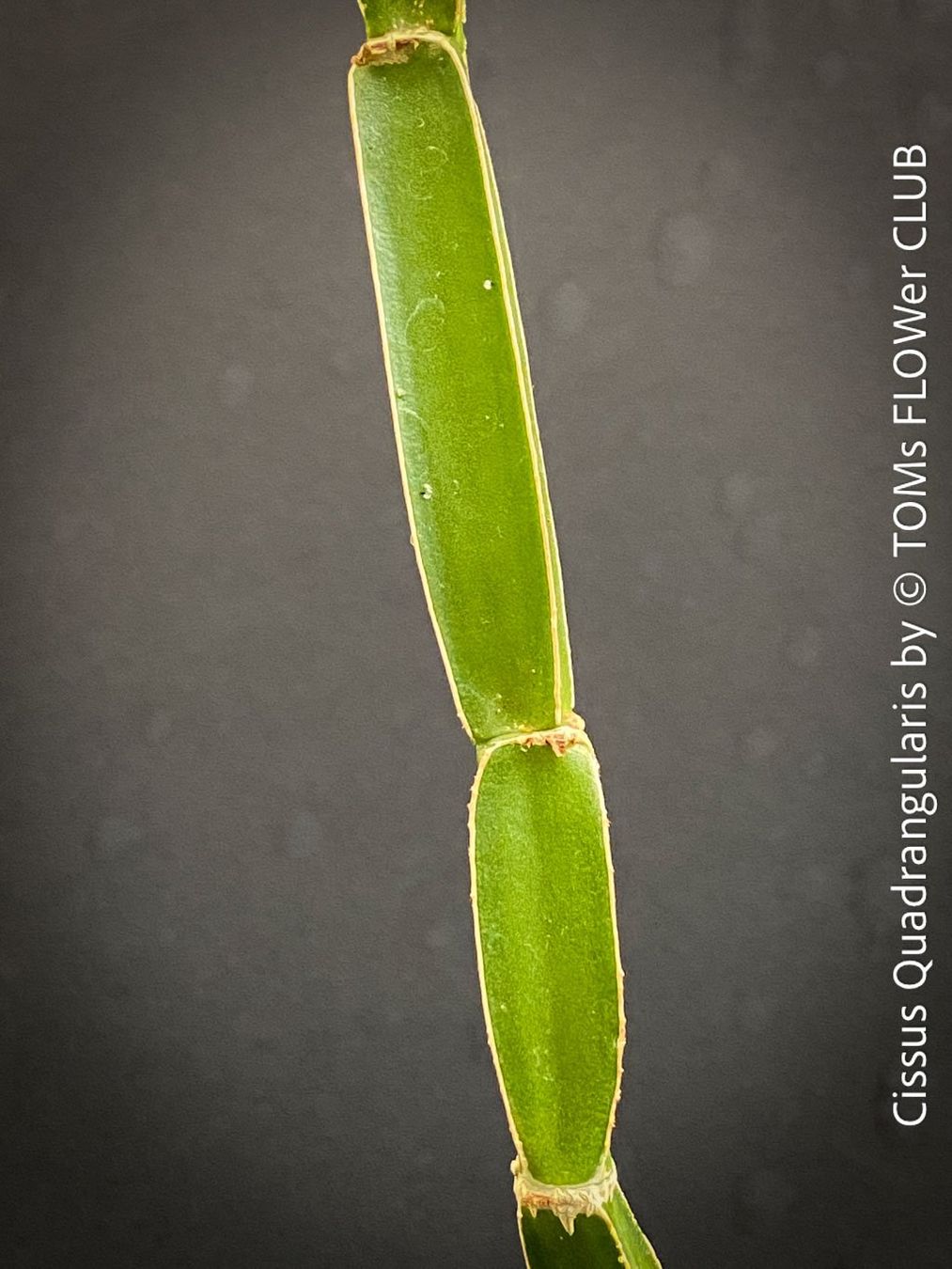 Pflanzen & Samen: Cissus Quadrangularis - vierkantige Sukkulente – Neu und originalverpackt aus Adliswil von astom369 2