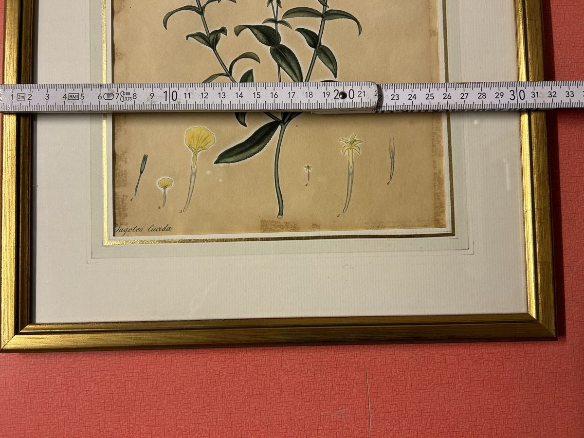 Incisioni: Antike Stich Botanisch Lucida gerahmt. – Usato da Lanzenhäusern venduto da vic63 6