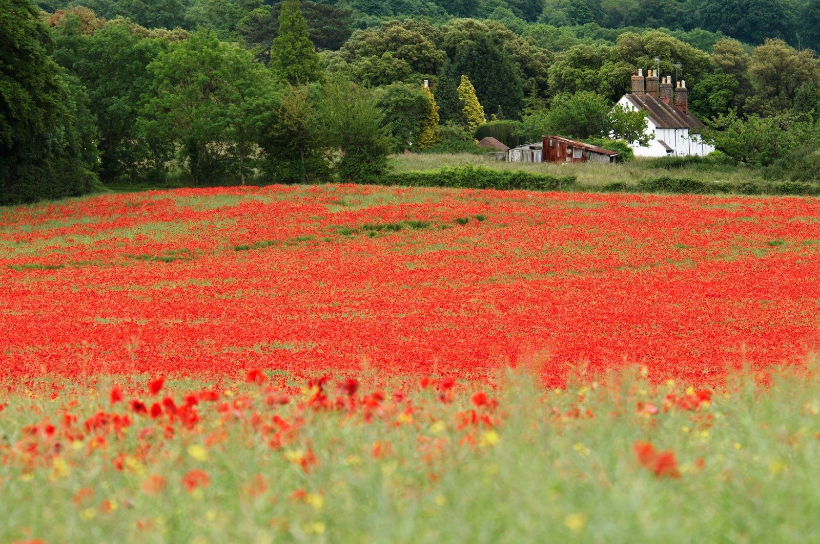 Pflanzen & Samen: 1000 Samen KLATSCHMOHN – Neu (gemäss Beschreibung) aus Ehrendingen von VerveinaSamen 3