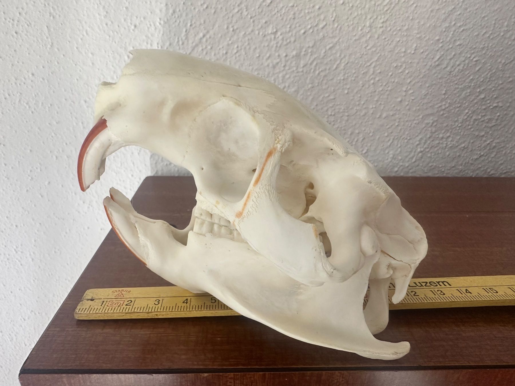Il mondo degli animali: Nutriaschädel (Bieberratte), Schädel, Tier, Dekoration – Usato da Bussnang venduto da Tatzfatz 5