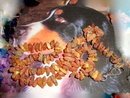 Hundekette - Bernstein/Amber/Ambre präsentiert von Muk