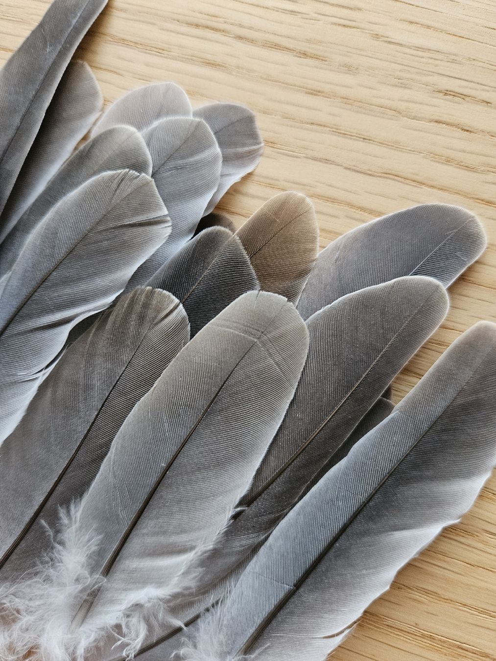 Welt der Tiere: Mauserfedern Taube – Neu (gemäss Beschreibung) aus Wallenwil von luc_mei 3