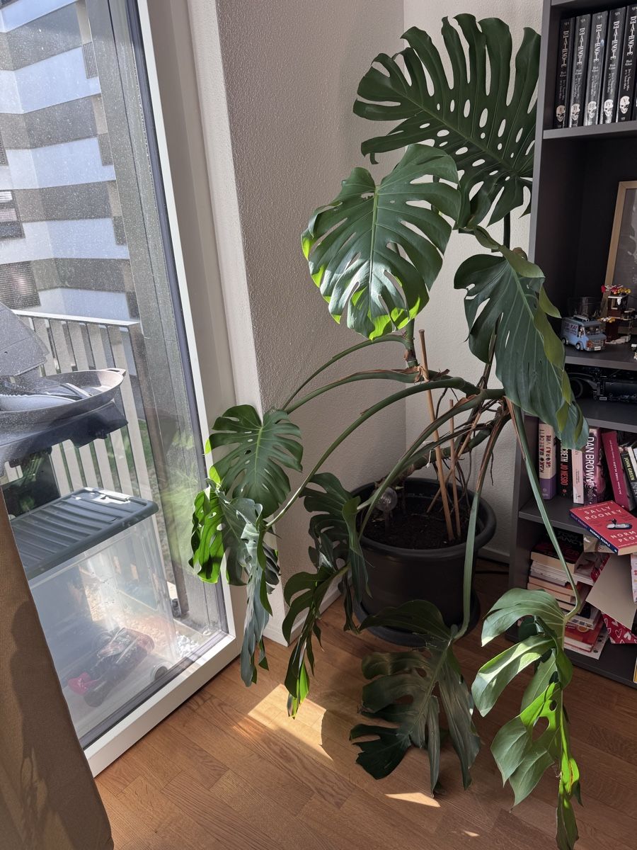 Plantes & graines: Monstera plant – D'occasion à Baar par shawy123