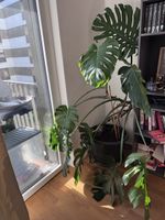 Monstera plant