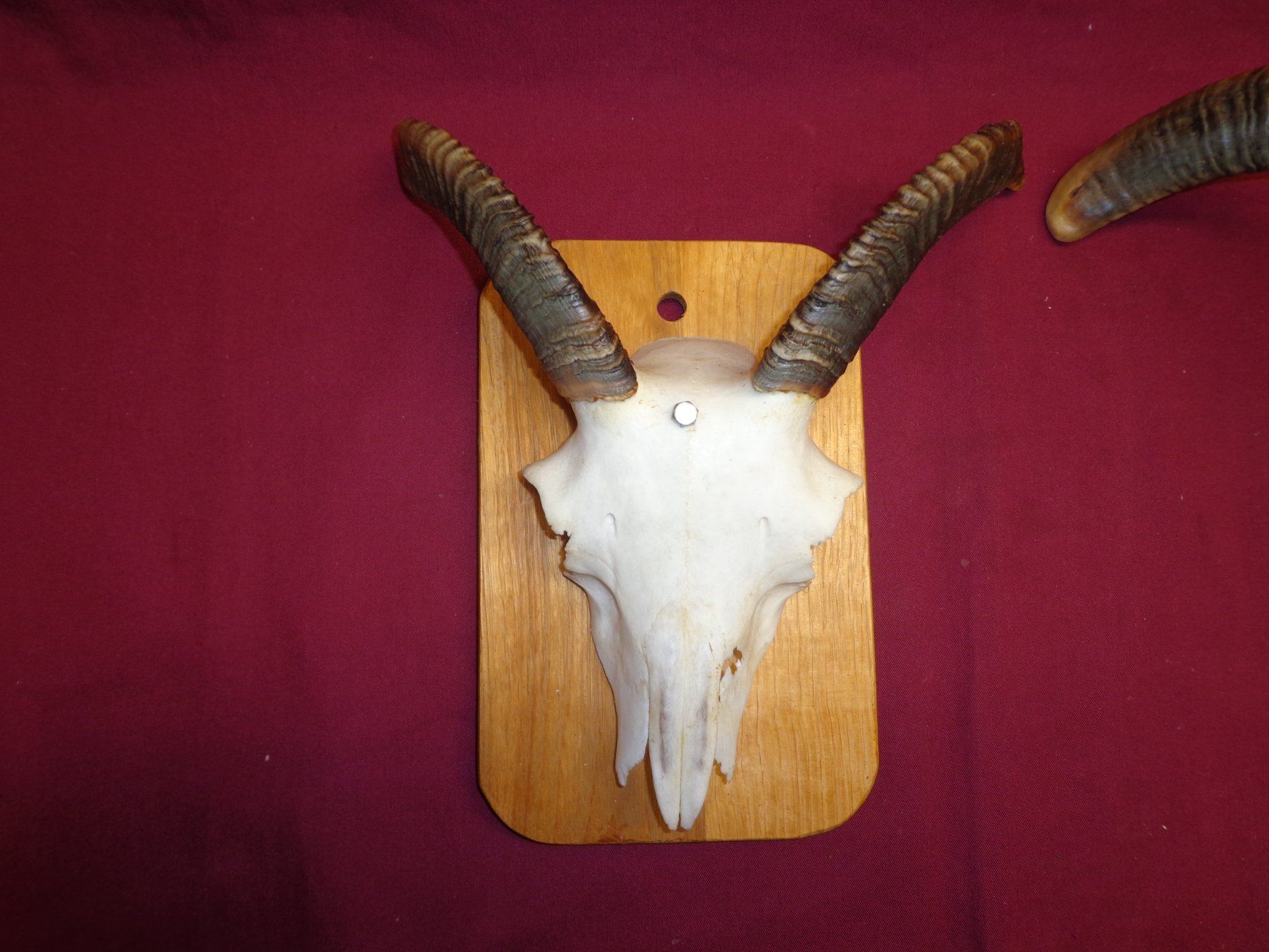 Il mondo degli animali: Widder, Geweihe, Trophäe, Horn, Dekoration, Jagd, Geissen. – Usato da Andeer venduto da Baerenburger 1