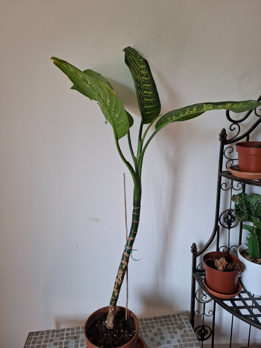 Piante & sementi: Pflanze Dieffenbachia – Usato da Zürich venduto da esap 3