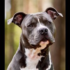 Profile image of Pitbull81