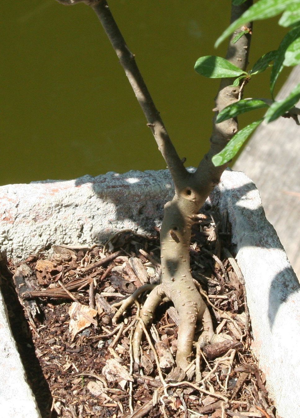 Pflanzen & Samen: BONSAI  -  Wilder Flieder – Gebraucht aus Gretzenbach von Sikim 2
