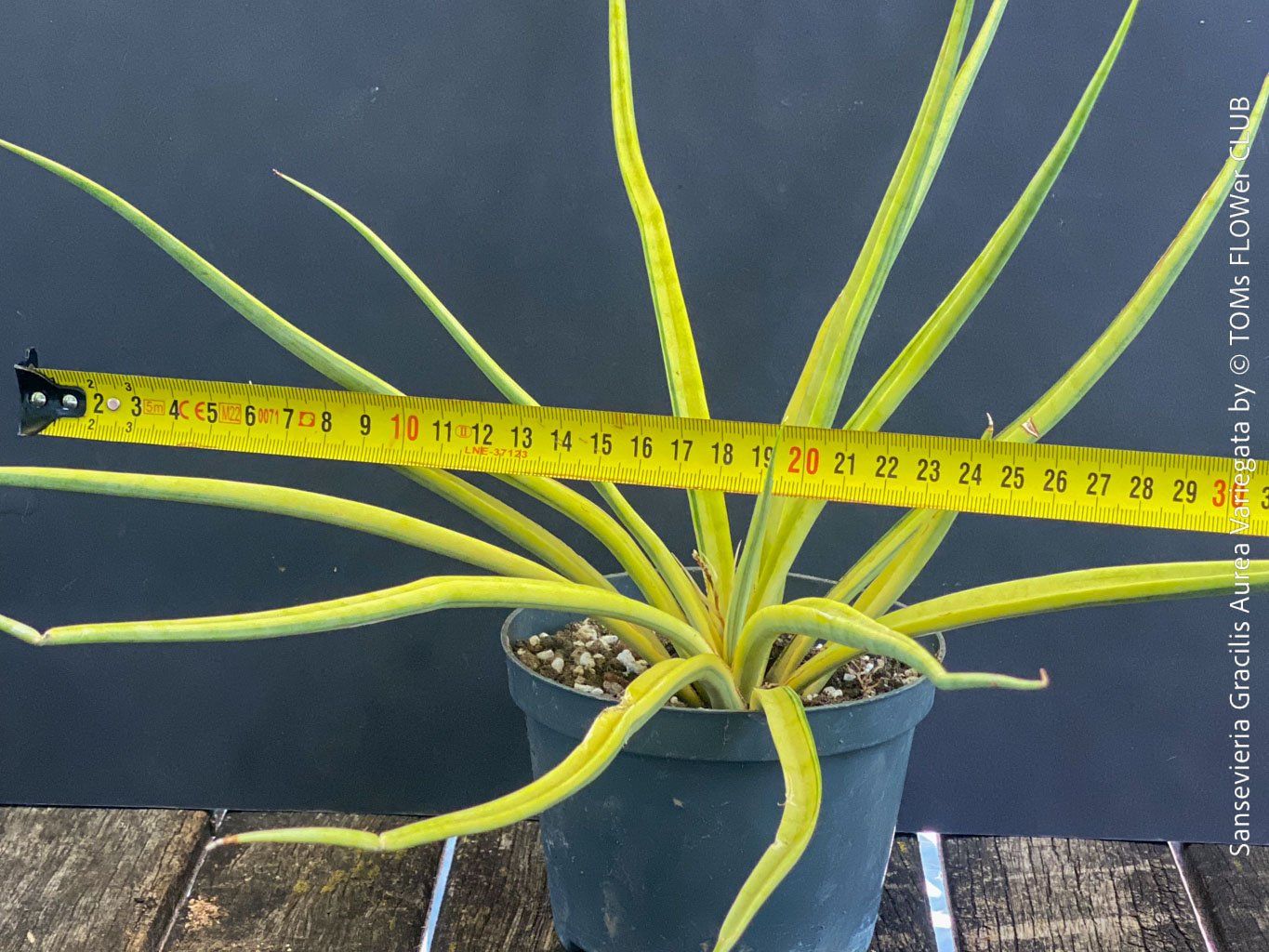 Piante & sementi: Sansevieria Gracilis Aurea Variegata - einzigartig goldig – Nuovo e nell'imballaggio originale da Adliswil venduto da asTOMas963 4
