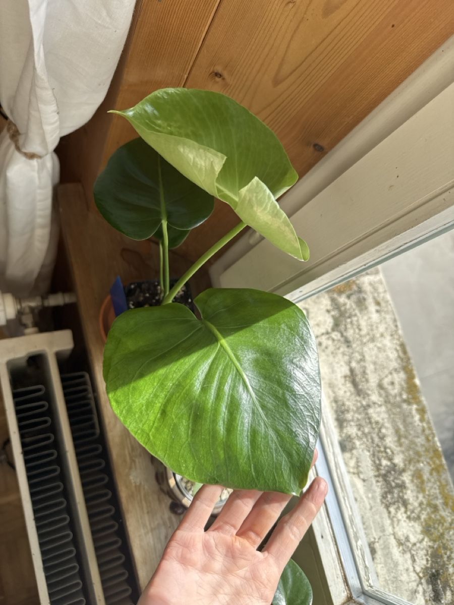 Pflanzen & Samen: Monstera Tauerii – Neu (gemäss Beschreibung) aus Triengen von LeafandLove