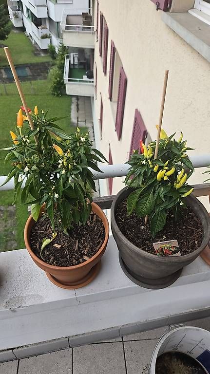 Pflanzen & Samen: Chillis – Gebraucht aus Unterägeri von Cappuccino80 1
