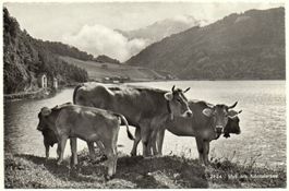 GLARUS Idyll am Klöntalersee - Kühe