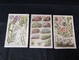 3 Natur/Pflanzen Lithos.1904