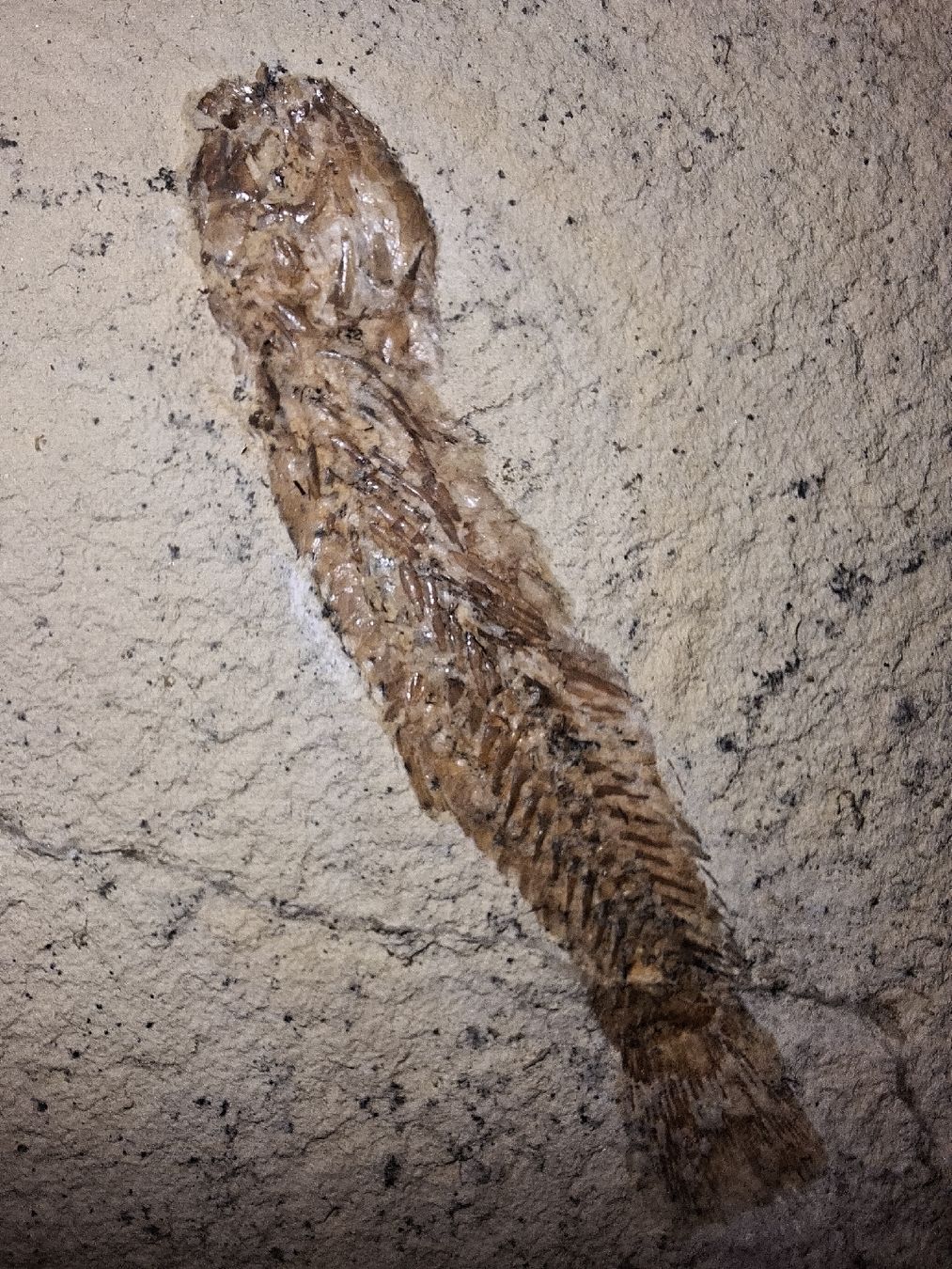 Fossilien: Fischfossil aus Sizilien, auf einer Steinplatte. – Neu (gemäss Beschreibung) aus Berikon von ric_kz59 1