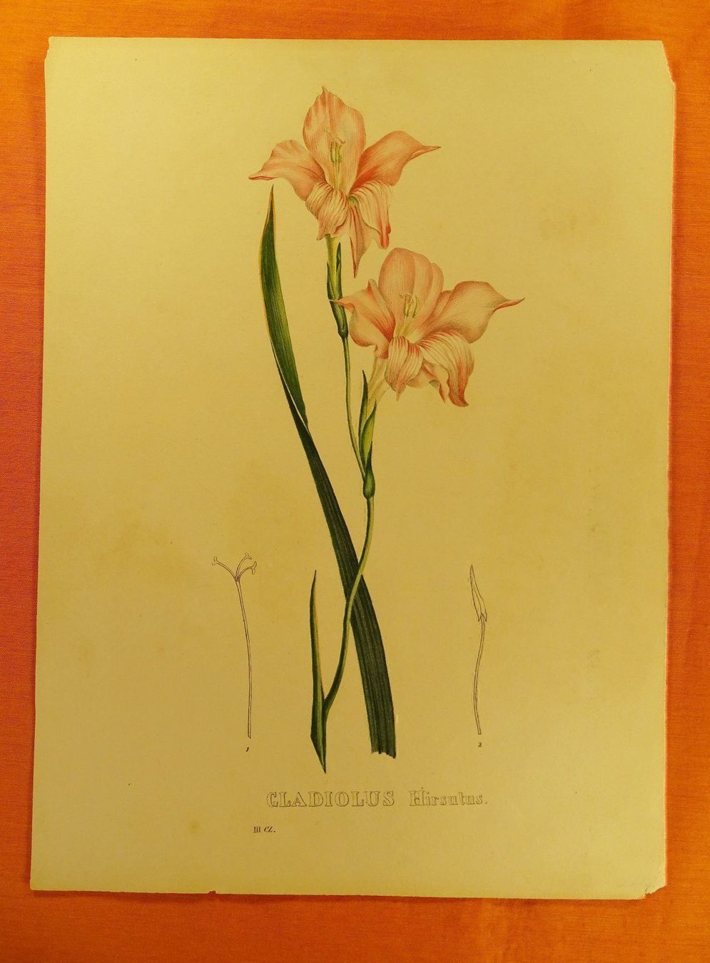 Grafica & Litografie: GLADIOLUS HIRSUTUS, LITHOGRAPHIE UM 1880 – Usato da Grüningen venduto da Kartensammler 1