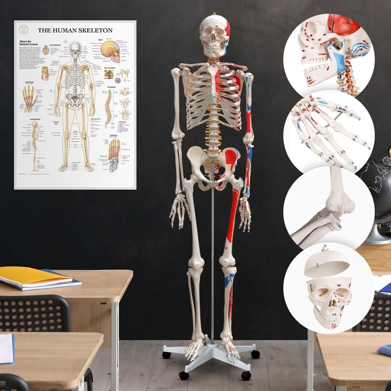 Kit di modellismo & Modellini statici: Menschliches Anatomie Skelett 181 cm – Nuovo e nell'imballaggio originale da Bottighofen venduto da zaap