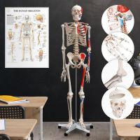 Menschliches Anatomie Skelett 181 cm