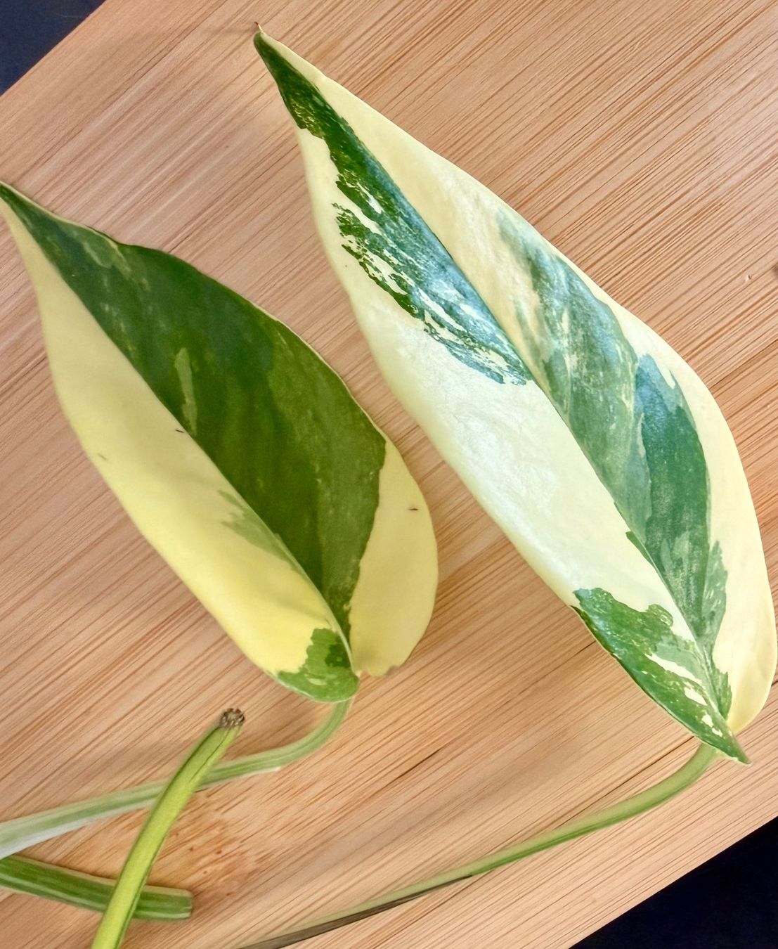 Piante & sementi: Epipremnum Pinnatum Variegata – Nuovo (secondo la descrizione) da Kaiseraugst venduto da dka_b97z