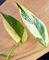 Epipremnum Pinnatum Variegata
