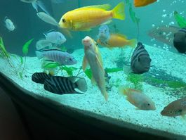 Buntbarsche aus Aquarium gebraucht nur fische sind zu vkauf