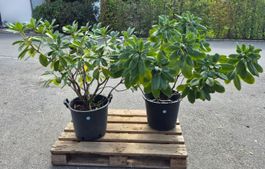 2 grosse Rhododendren Hybride 'Cunningham's White'