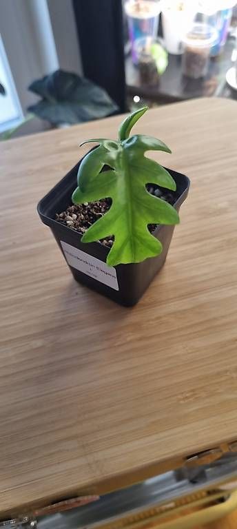 Piante & sementi: Philodendron Elegans – Nuovo e nell'imballaggio originale da Wallenwil venduto da pet_mz5n 1