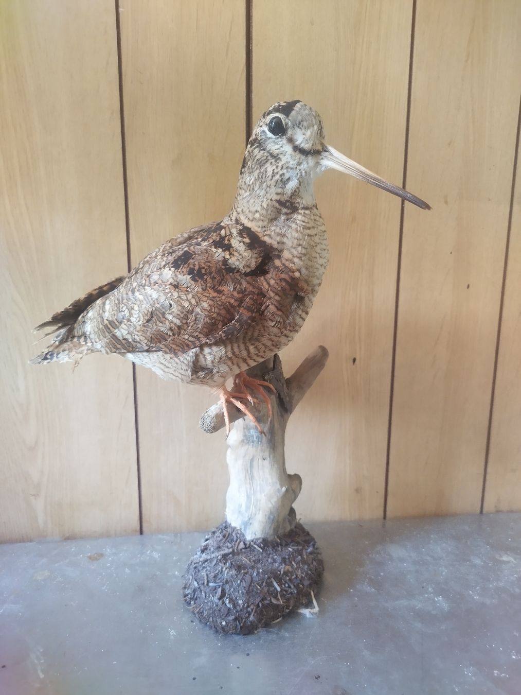 Il mondo degli animali: Präparierte Waldschnepfe auf Baumstamm – Usato da Wettingen venduto da Bwalti