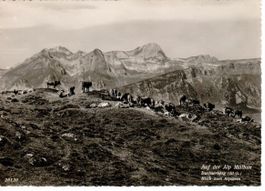 auf der Alp Malbun - Buchserberg