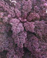 FEDERKOHL Grünkohl Scarlet violett / 10 Samen