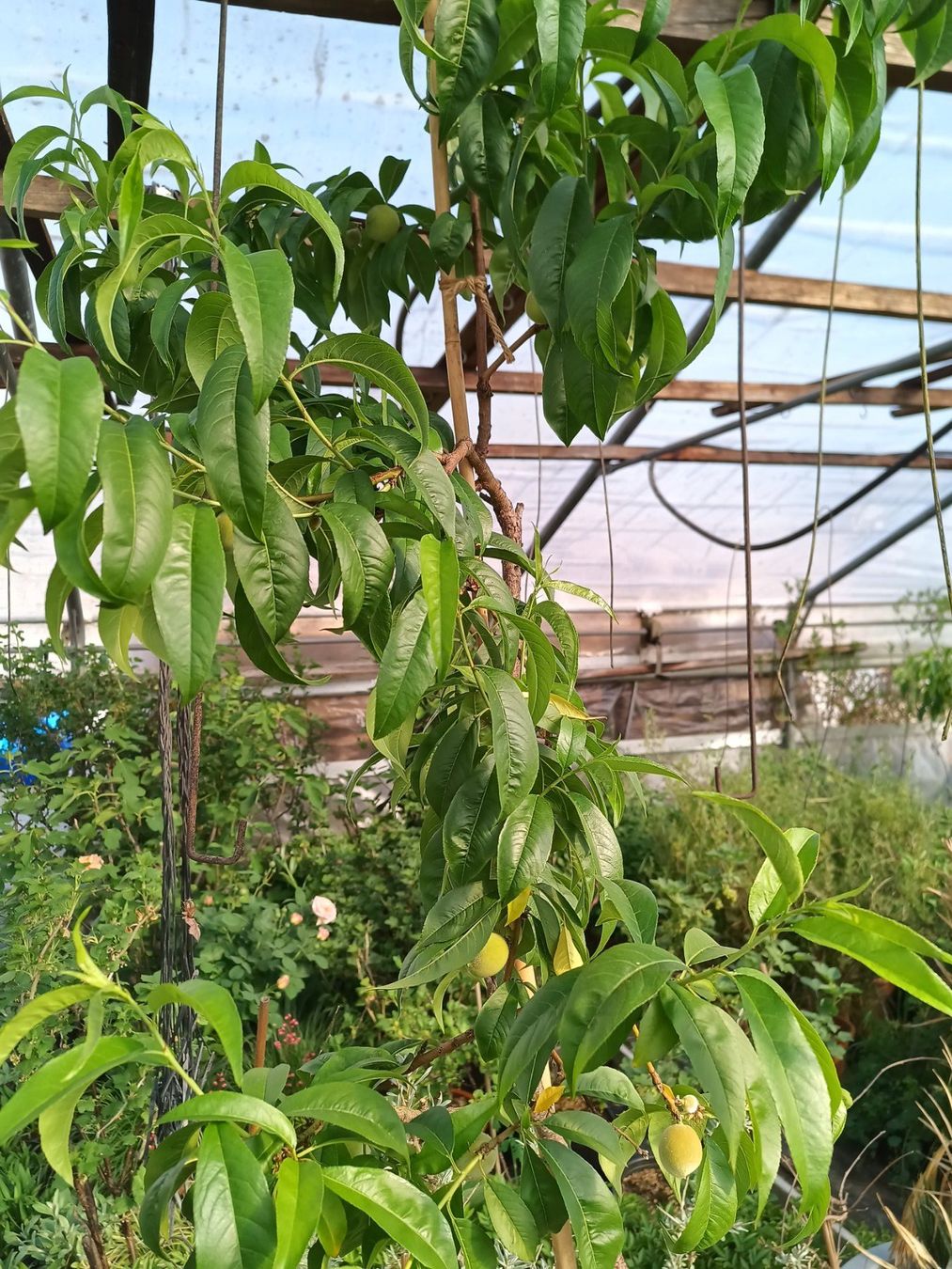 Piante & sementi: Aromatischer 🍑 2.30 hoch – Usato da Zug venduto da SirGoldFish 1