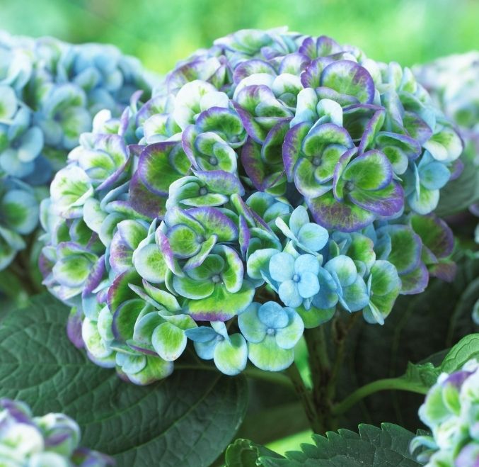 Pflanzen & Samen: Hydrangea Magic Revolution Blau 50cm Apartment Hortensie – Neu und originalverpackt aus Rovio von POSITIFFARTandPLANTS 2