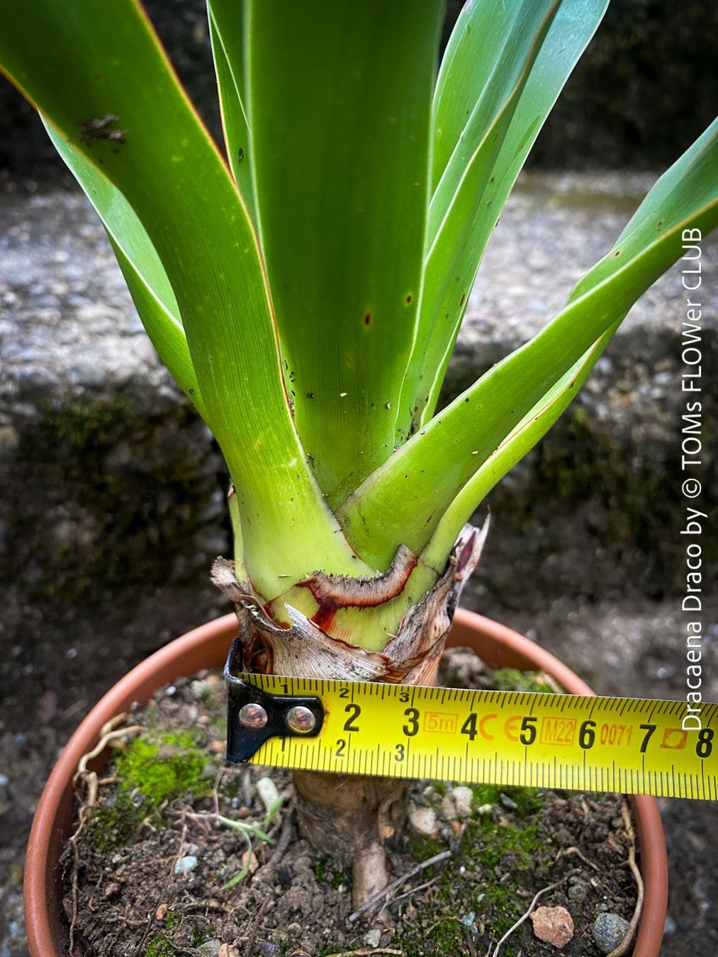 Piante & sementi: Dracaena Draco - Drachenbaum - Dein Pflanzenbegleiter – Nuovo e nell'imballaggio originale da Adliswil venduto da astom369 3