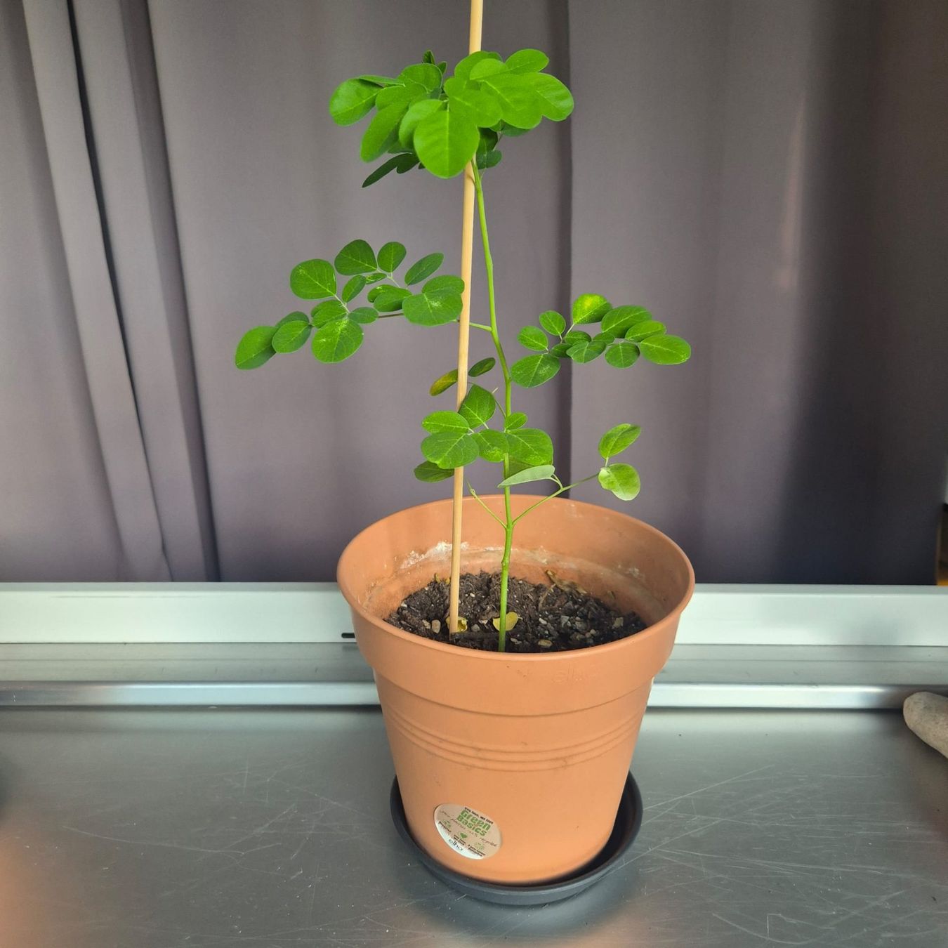 Plantes & graines: Moringa oleifera Jungbäume - Schweiz – Neuf avec emballage d'origine à Luzern par ivo_schild 3