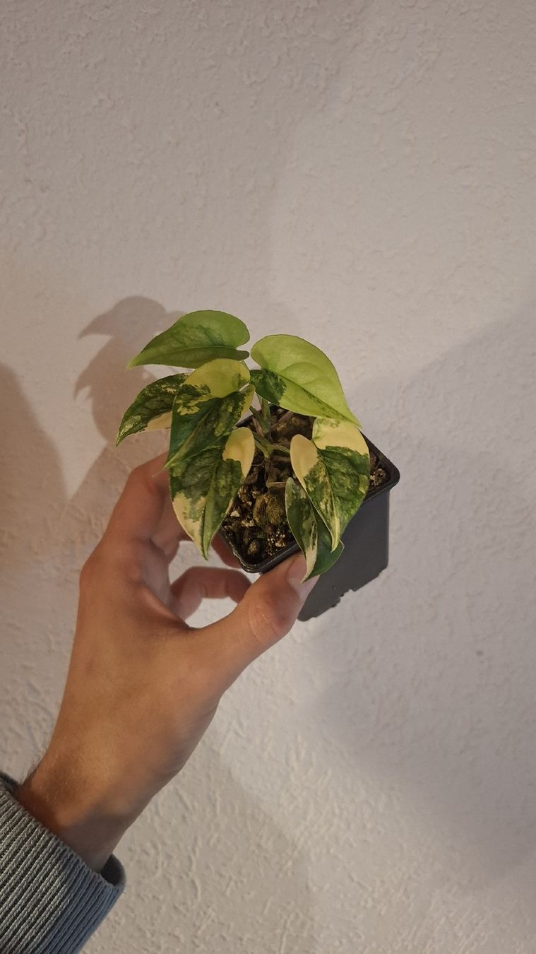 Piante & sementi: Monstera siltepecana aurea variegata – Usato da Hausen AG venduto da Pflaenzlioase 1