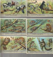 ITALY 6 x Liebig chromo trading cards LE PROSCIMMIE ( 172 )