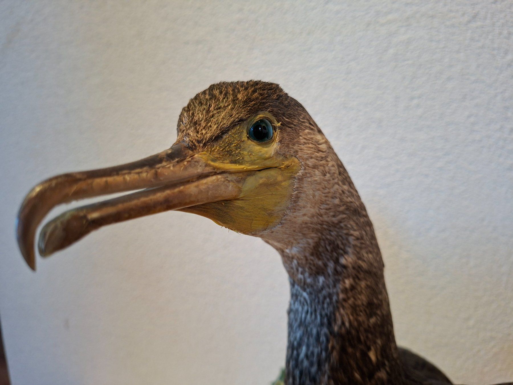 Il mondo degli animali: Kormoran – Usato da Wünnewil venduto da Boschung1 2