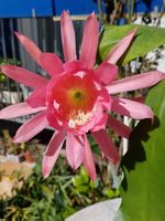 Epiphyllum Blattkaktus Epicactus Hodapp Blüte gross, rosa