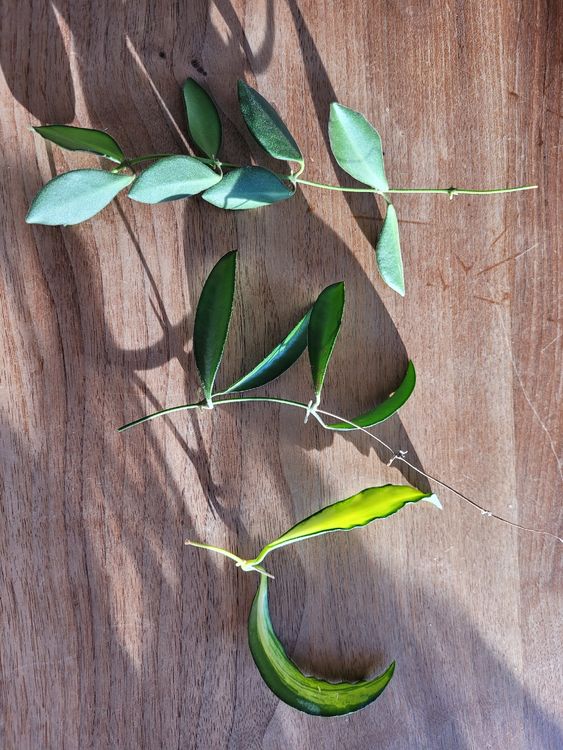 Hoya Kaufen auf Ricardo