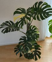 Grosse  Monstera Thai Constellation Cream, Selbstbewässerung