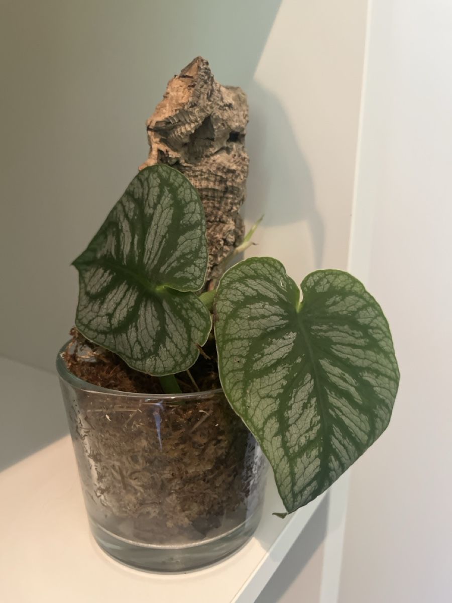 Piante & sementi: Monstera Dubia  – Usato da geroldswil venduto da Mimisa