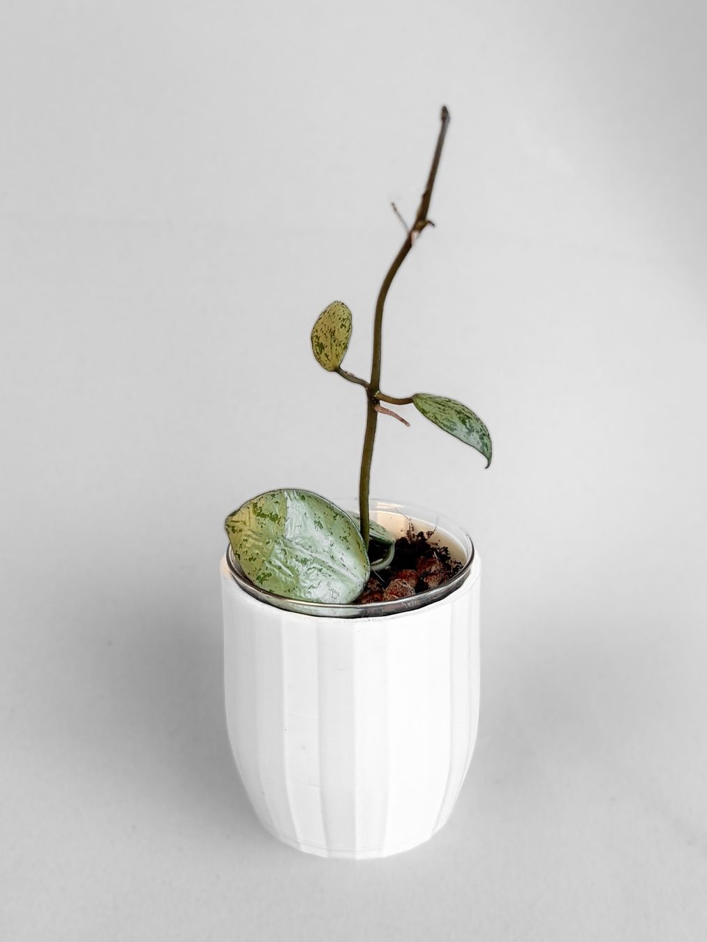 Pflanzen & Samen: Hoya Lacunosa 'Sulcata' – Neu (gemäss Beschreibung) aus Seuzach von animaplants 1