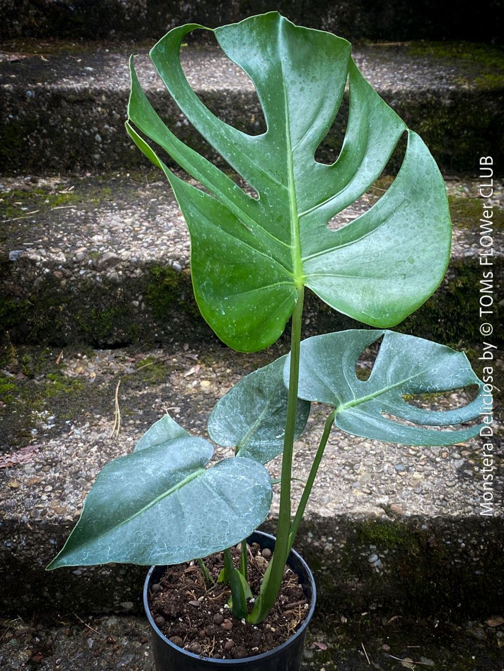 Piante & sementi: Monstera Deliciosa - echte, gross-blättrige Grundform – Nuovo e nell'imballaggio originale da Adliswil venduto da astom369 4