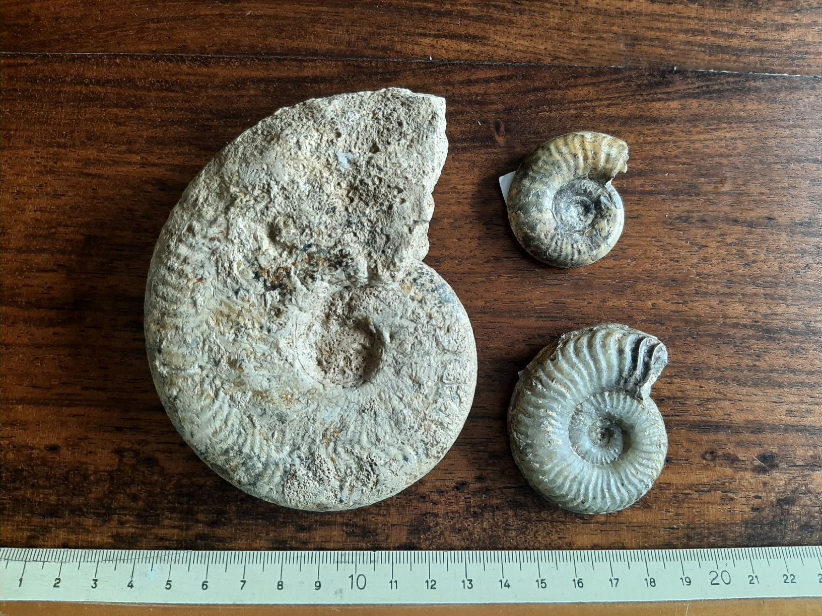 Fossili: Ammoniten Normandie – Usato da Rickenbach BL venduto da Oktober68