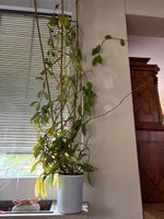Blühende Wachsblume (Hoya) mit Bambus-Kletterhilfe