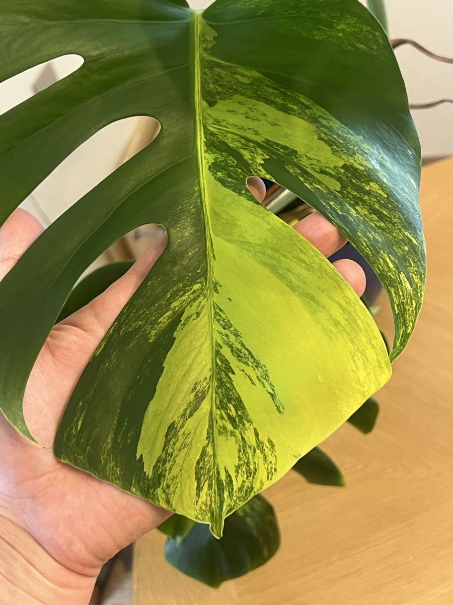 Piante & sementi: Farbige Monstera Variegata aurea – Usato da Oftringen venduto da Ramsesundosiris