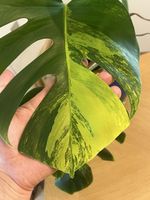 Farbige Monstera Variegata aurea