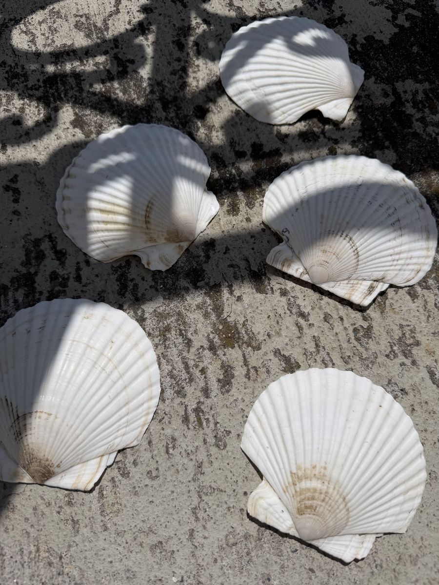 Alle Dekorationen: Real Scallop Shells Muscheln – Neu und originalverpackt aus Zürich von agichristine 1
