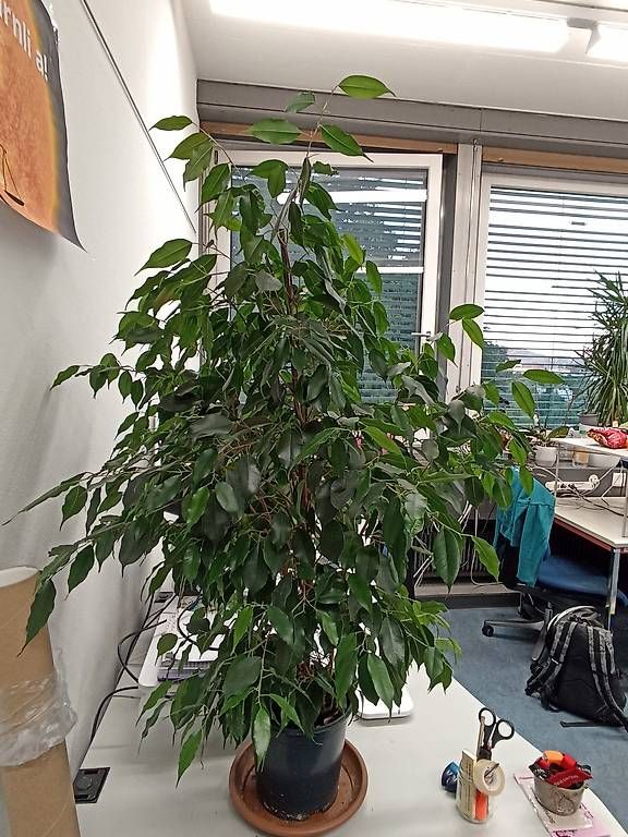 Plantes & graines: Fikusbaum – D'occasion à Bern par ali_x5lx